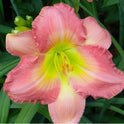 Daylily 'Best Kept Secret' Rose Pink Fragrant 5 1/2" Blooms on 28" Scapes