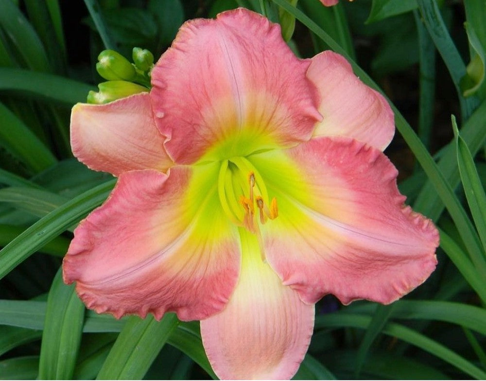 Daylily 'Best Kept Secret' Rose Pink Fragrant 5 1/2" Blooms on 28" Scapes