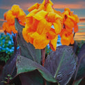 Canna 'Giant Wyoming' 60-72", Dark Foliage, Orange Flowers