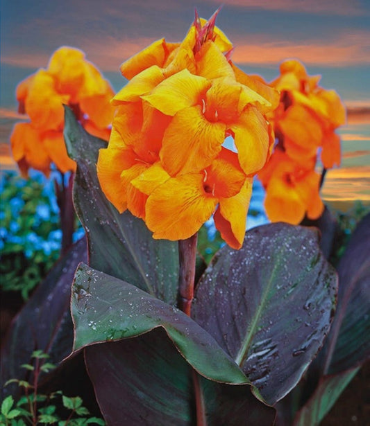 Canna 'Giant Wyoming' 60-72", Dark Foliage, Orange Flowers