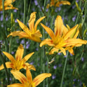 Daylily 'Autumn Minaret' Orange Yellow 4" Blooms on Tall 70" Scapes