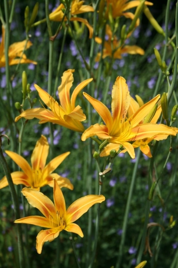 Daylily 'Autumn Minaret' Orange Yellow 4" Blooms on Tall 70" Scapes