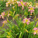 Daylily 'Star Of Fantasy' Fragrant Lavender Mauve 8.5" Flowers on 30" Scapes