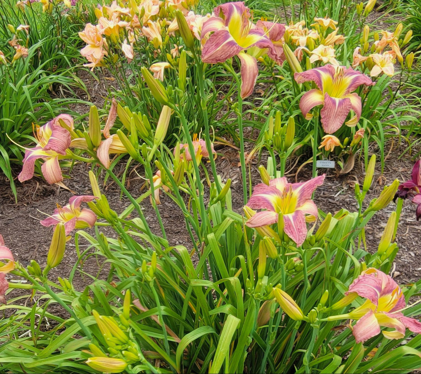 Daylily 'Star Of Fantasy' Fragrant Lavender Mauve 8.5" Flowers on 30" Scapes