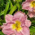 Daylily 'Magic Amethyst' Lavender Mauve Fragrant Flowers on 27" Flower Scapes