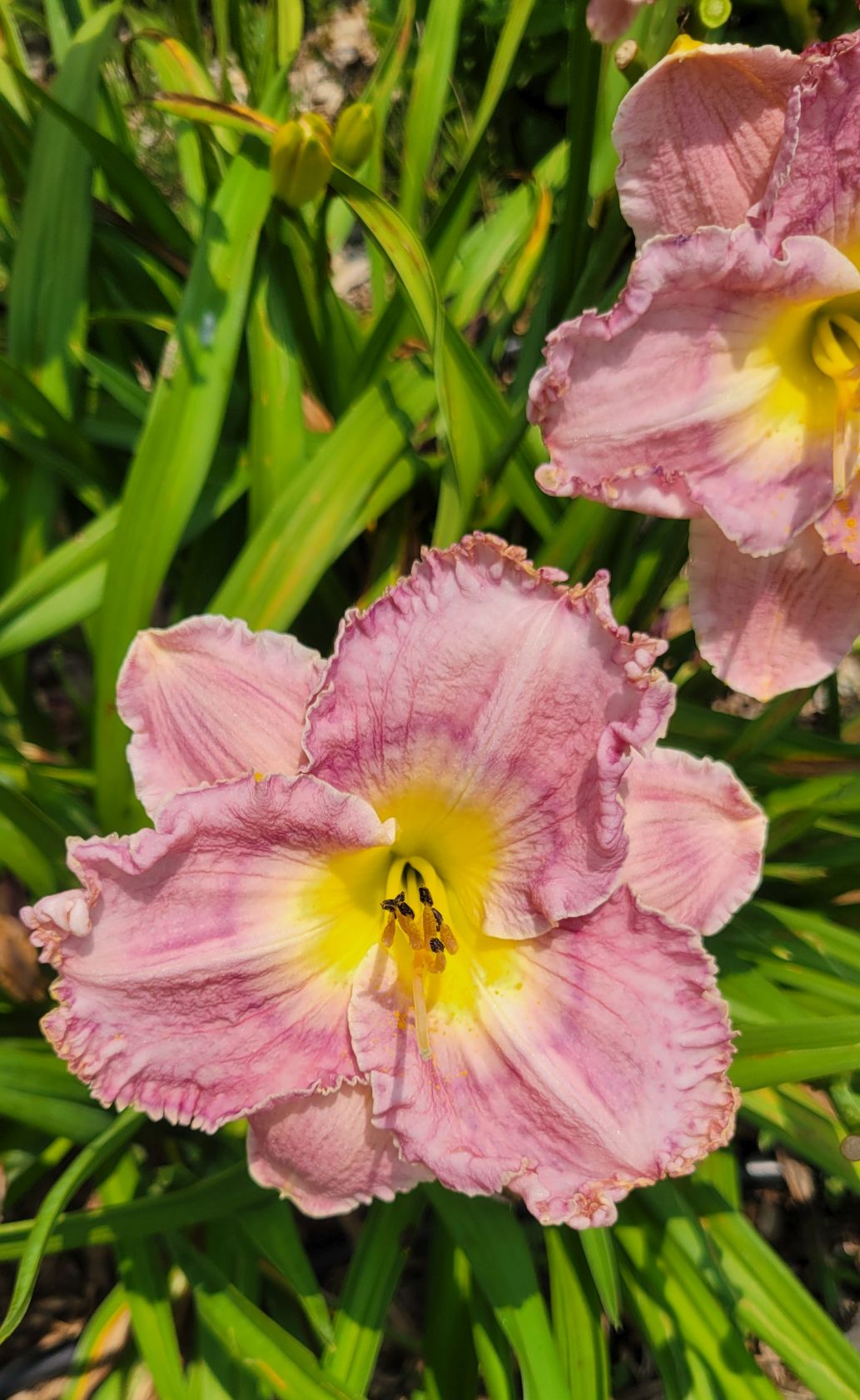 Daylily 'Magic Amethyst' Lavender Mauve Fragrant Flowers on 27" Flower Scapes