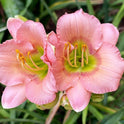 Daylily 'Chorus Line' Showy and Fragrant 3 1/2" Pink Blooms on 20" Scapes