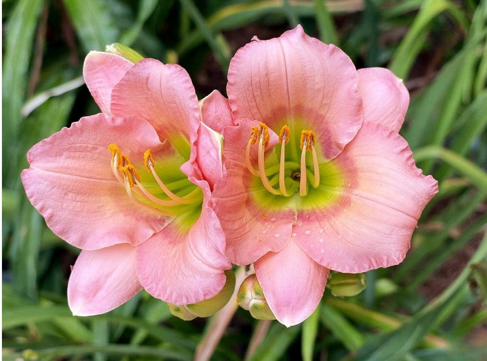 Daylily 'Chorus Line' Showy and Fragrant 3 1/2" Pink Blooms on 20" Scapes