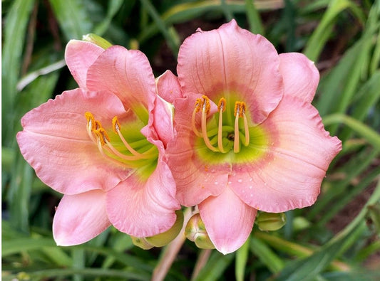 Daylily 'Chorus Line' Showy and Fragrant 3 1/2" Pink Blooms on 20" Scapes