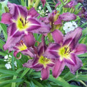 Daylily 'Trahlyta' Beautiful Fragrant 6 1/2" Violet Flowers on 30" Flower Scapes
