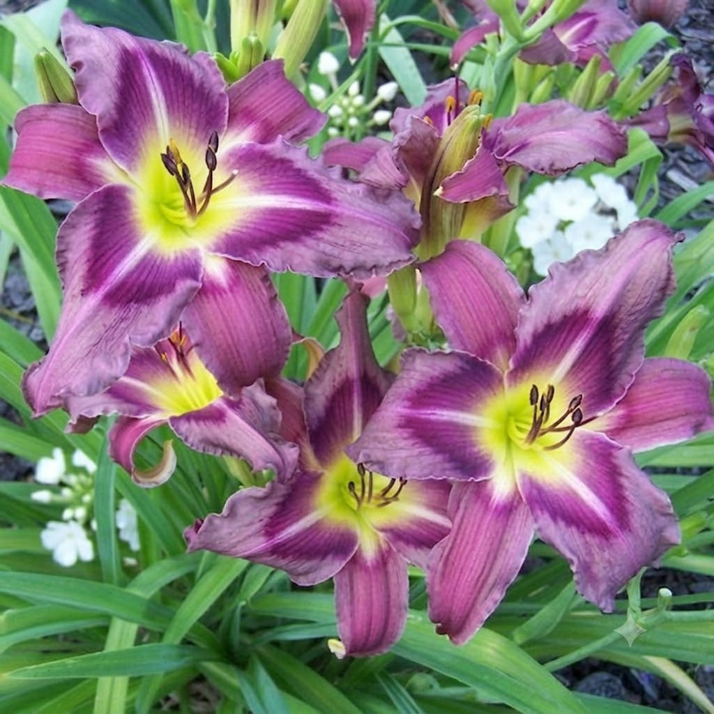 Daylily 'Trahlyta' Beautiful Fragrant 6 1/2" Violet Flowers on 30" Flower Scapes