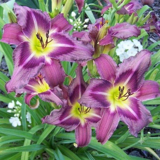 Daylily 'Trahlyta' Beautiful Fragrant 6 1/2" Violet Flowers on 30" Flower Scapes