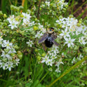Garlic Chives Allium Tuberosum, Tall White Late Summer Flowers, 10 Bulbs – closer look
