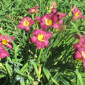Daylily 'Through Dark Waters' Deep Purple 6" Blooms on 30" Scapes