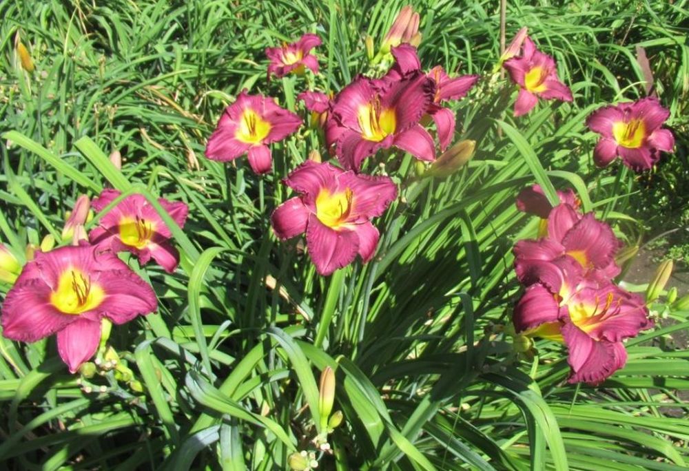 Daylily 'Through Dark Waters' Deep Purple 6" Blooms on 30" Scapes