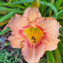 Daylily 'Strawberry Candy' 4 1/4" Coral Pink Blooms on 26" Flower Scapes