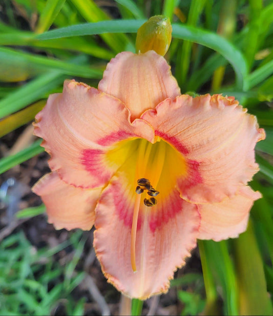 Daylily 'Strawberry Candy' 4 1/4" Coral Pink Blooms on 26" Flower Scapes