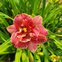 Miniature Daylily 'Two To Tango', 3" Rose Double Blooms, 20" Scape Height