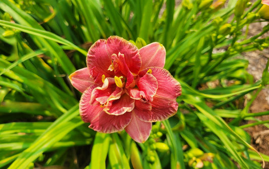 Miniature Daylily 'Two To Tango', 3" Rose Double Blooms, 20" Scape Height