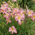 Daylily 'Orchid Corsage' Huge, Showy Lavender Pink 7.5" Blooms on 32" Scapes