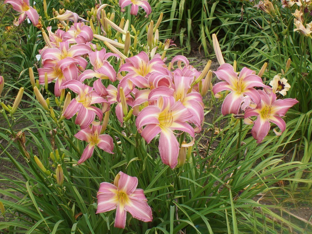 Daylily 'Orchid Corsage' Huge, Showy Lavender Pink 7.5" Blooms on 32" Scapes