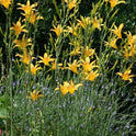 Daylily 'Autumn Minaret' Orange Yellow 4" Blooms on Tall 70" Scapes
