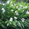 Hedychium Coronarium, Fragrant White Butterfly Ginger Lily, One Bareroot Rhizome