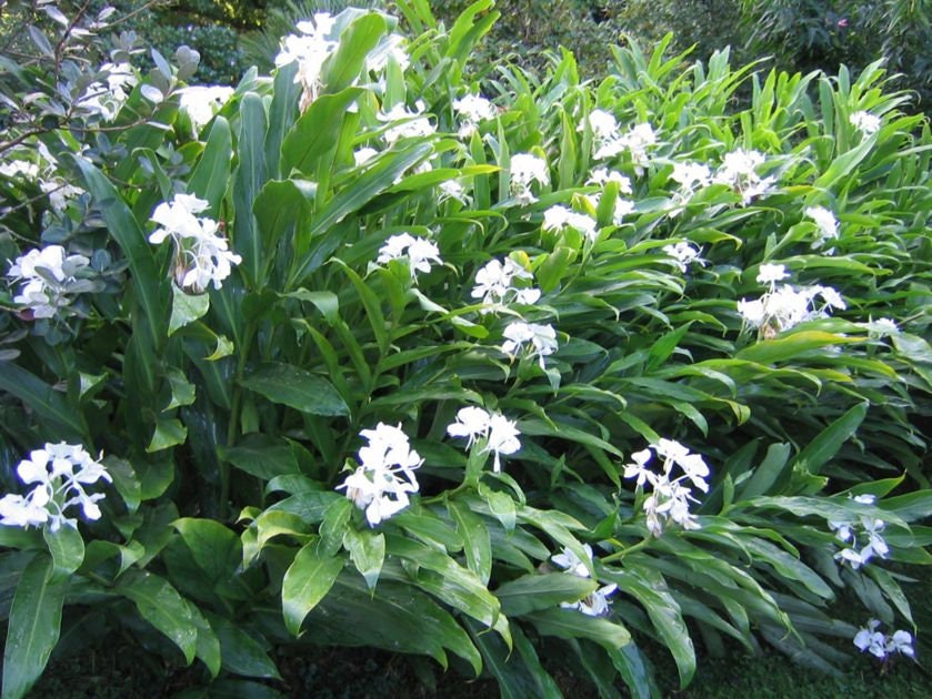 Hedychium Coronarium, Fragrant White Butterfly Ginger Lily, One Bareroot Rhizome