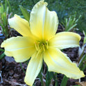 Daylily 'Prairie Moonlight' Light Lemon Yellow Fragrant 8" Flowers on 34" Scapes