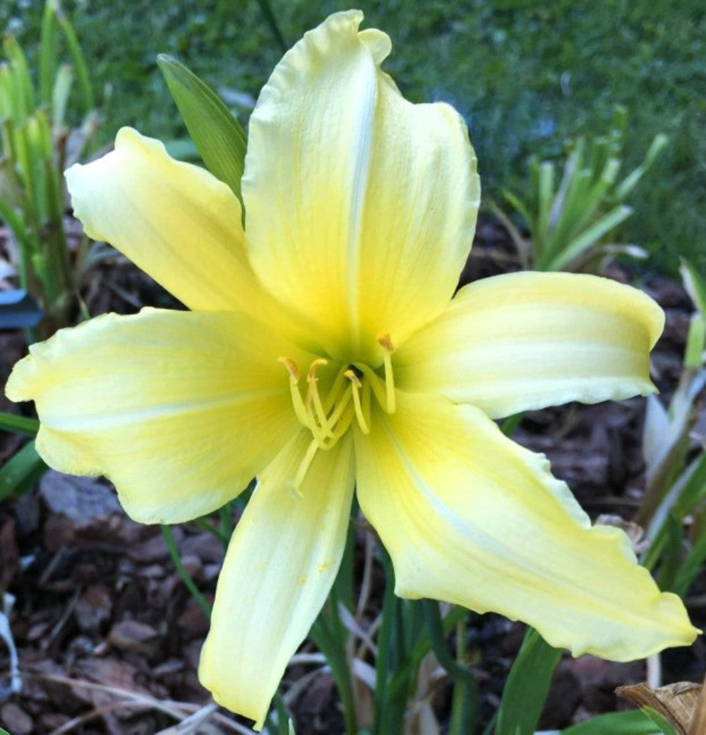 Daylily 'Prairie Moonlight' Light Lemon Yellow Fragrant 8" Flowers on 34" Scapes