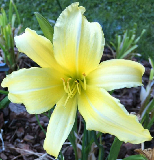 Daylily 'Prairie Moonlight' Light Lemon Yellow Fragrant 8" Flowers on 34" Scapes