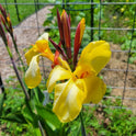 Striped Beauty Canna 'aka 'Bangkok', 'Minerva', Yellow Blooms, Pinstripe Leaves