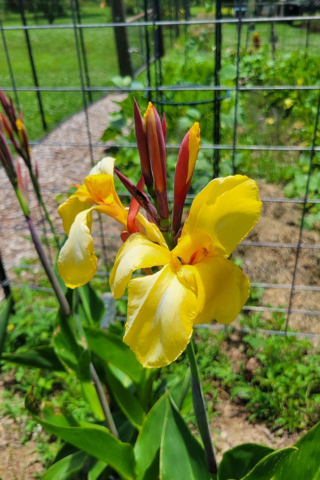 Striped Beauty Canna 'aka 'Bangkok', 'Minerva', Yellow Blooms, Pinstripe Leaves