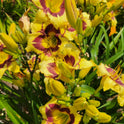 Daylily 'El Desperado', 5" Beautiful Yellow Blooms, Raspberry Eye on 28" Scapes