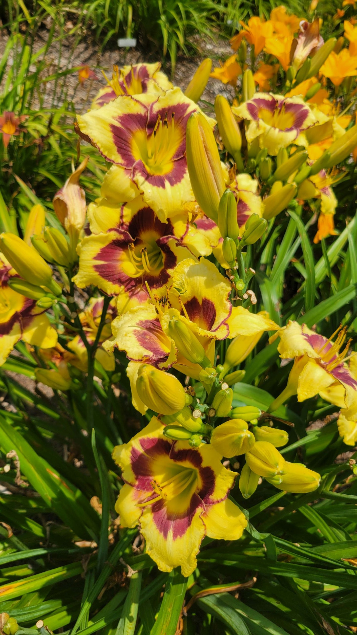 Daylily 'El Desperado', 5" Beautiful Yellow Blooms, Raspberry Eye on 28" Scapes