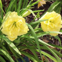 Daylily 'Cabbage Flower' Bright Lemon Yellow 4 1/2" Blooms on 17" Flower Scapes
