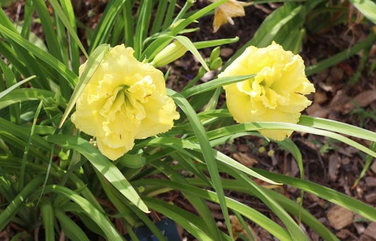 Daylily 'Cabbage Flower' Bright Lemon Yellow 4 1/2" Blooms on 17" Flower Scapes