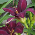 Wayside King Royale Daylily, 36" Scapes, 6" Fragrant Purple Blooms
