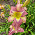Daylily 'Star Of Fantasy' Fragrant Lavender Mauve 8.5" Flowers on 30" Scapes