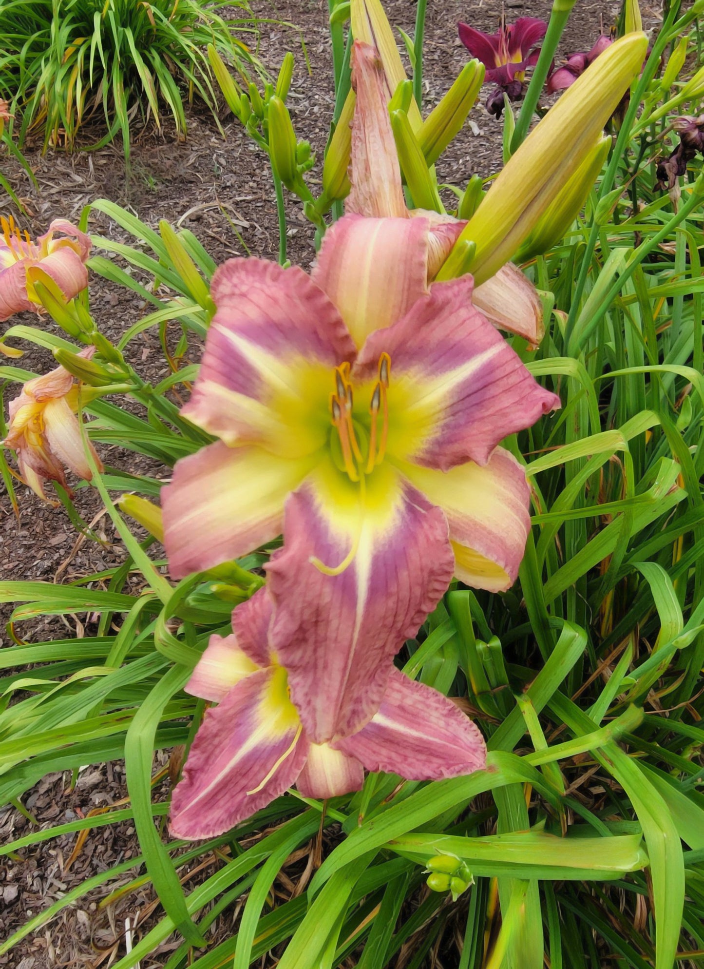 Daylily 'Star Of Fantasy' Fragrant Lavender Mauve 8.5" Flowers on 30" Scapes
