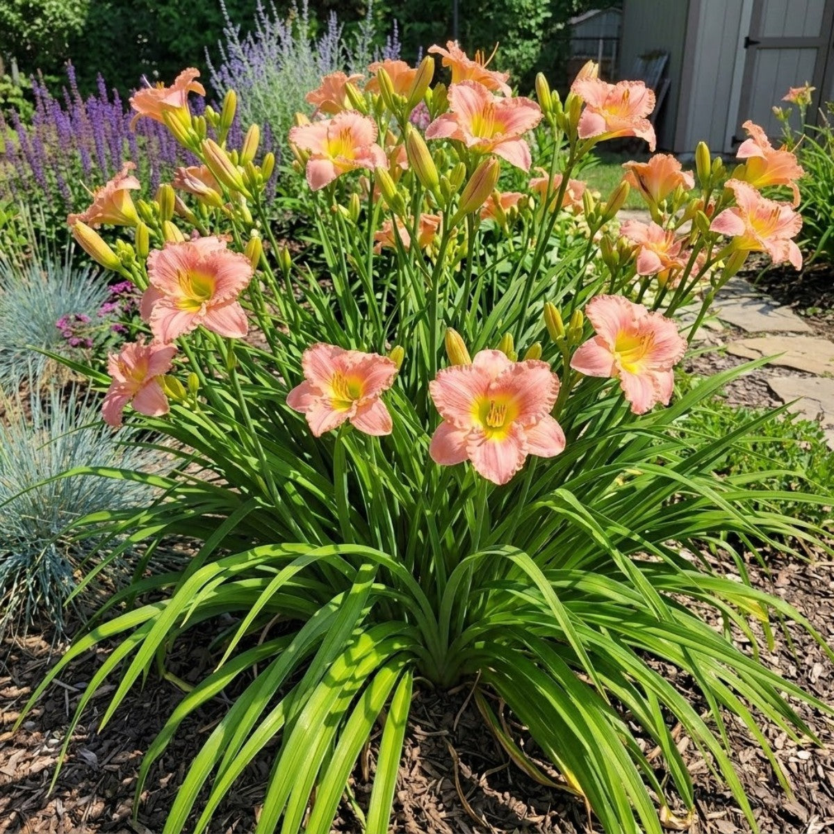 Daylily 'Elegant Candy' Fragrant 4 1/4" Pink Blooms w/Eye on 25" Flower Scapes