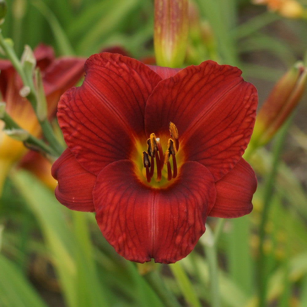 Daylily Hemerocallis 'Little Zinger, Red Blooms on 15" Flower Scapes