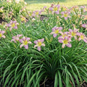 Daylily 'Dragonfly Tattoo' Lavender, Orchid Pink Blooms on 29" Flower Scapes