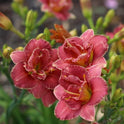 Miniature Daylily 'Two To Tango', 3" Rose Double Blooms, 20" Scape Height