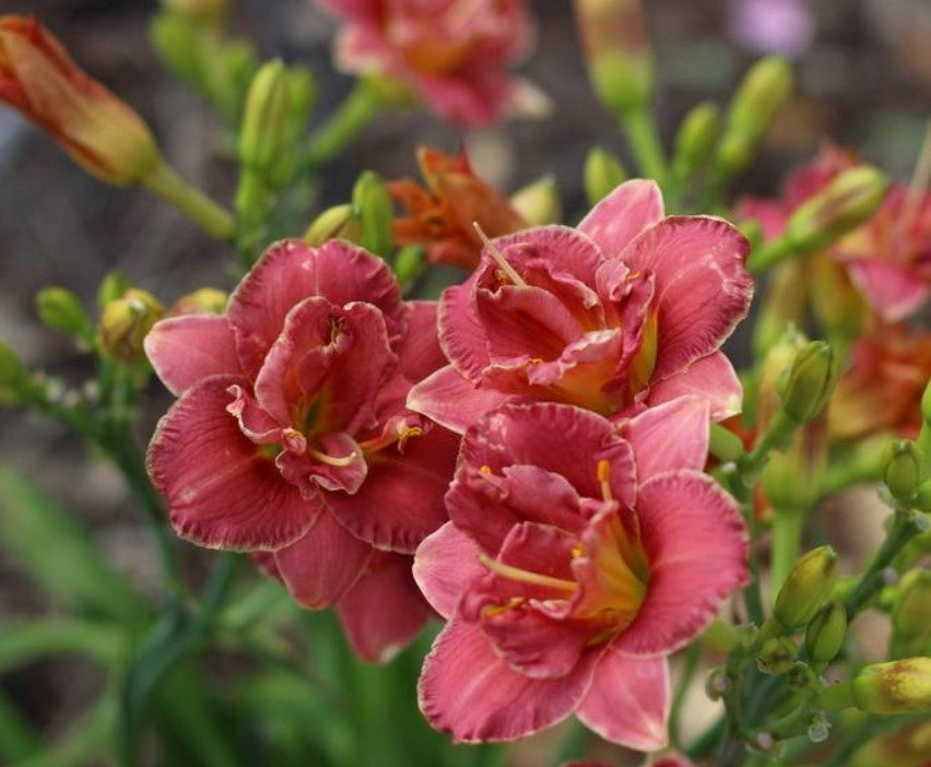 Miniature Daylily 'Two To Tango', 3" Rose Double Blooms, 20" Scape Height