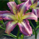 Daylily 'Dragonfly Tattoo' Lavender, Orchid Pink Blooms on 29" Flower Scapes