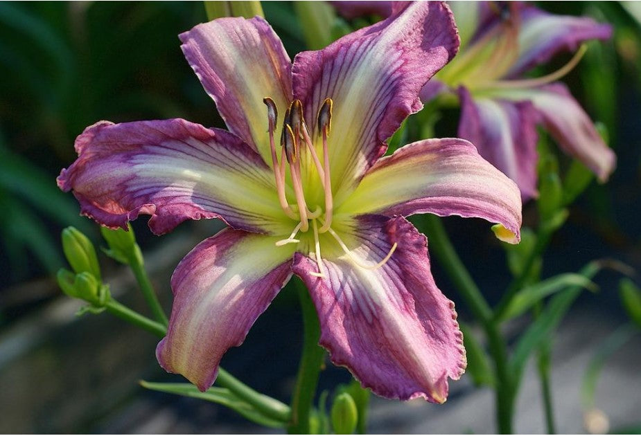 Daylily 'Dragonfly Tattoo' Lavender, Orchid Pink Blooms on 29" Flower Scapes
