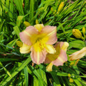 Daylily 'Tutankhamun' Fragrant Lilac Purple Blooms on 26" Flower Scapes
