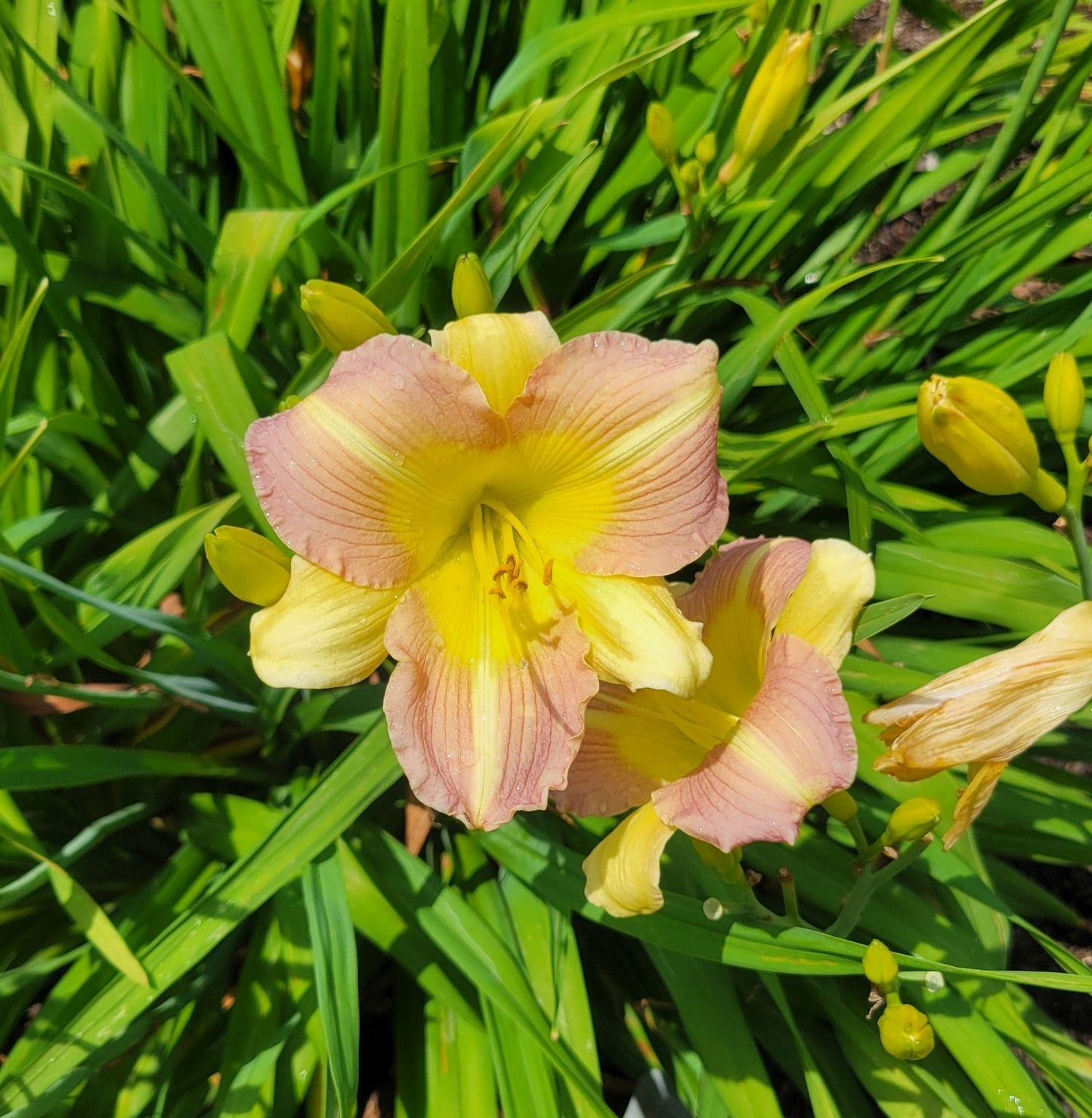 Daylily 'Tutankhamun' Fragrant Lilac Purple Blooms on 26" Flower Scapes