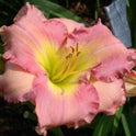 Daylily's Awash With Color' Bright Pink Pastel Showy Blooms on 32" Flower Scapes